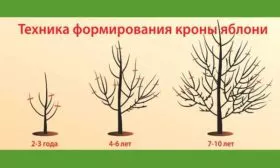Формирование и обрезка кроны1 яблони Синап Орловский13