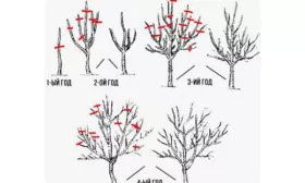 Формирование и обрезка яблони Яблоня Устойчивое
