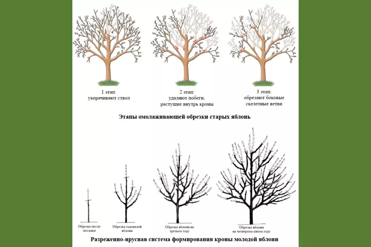 Формирование и обрезка