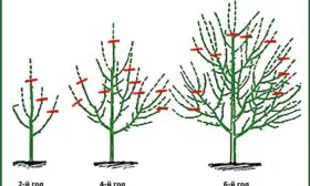 Формирование кроны и обрезка Яблоня Жигулёвское