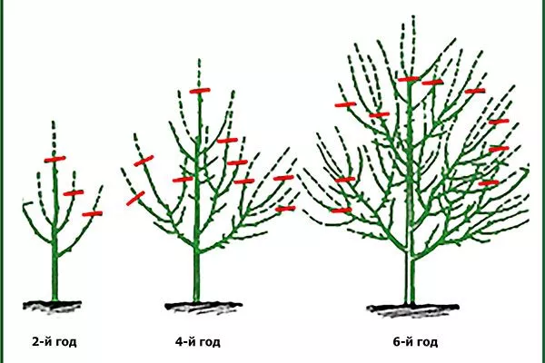 Формирование кроны и обрезка Яблоня Жигулёвское