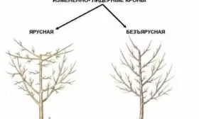формирование кроны яблони Синап северный