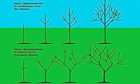 формирования кроны Яблоня Чудное