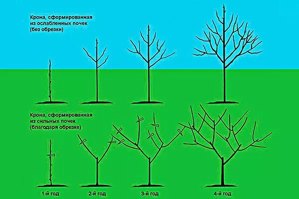 формирования кроны Яблоня Чудное