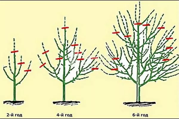 Формировка, обрезка яблоня Чемпион