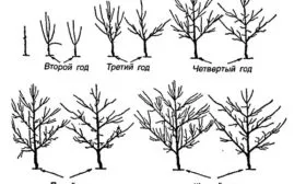 Формирующая яблони Розовый Налив16
