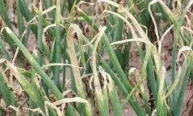 болезни лука Чёрный принц