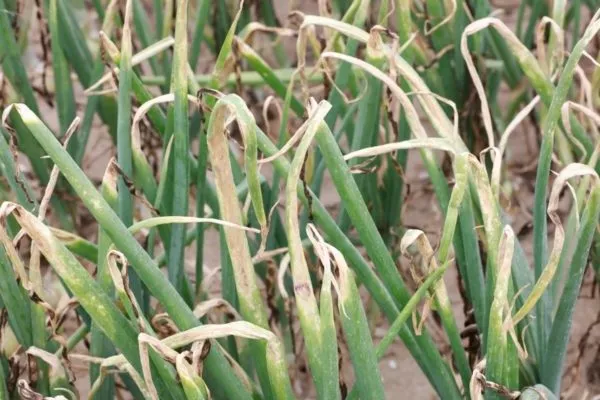 болезни лука Чёрный принц