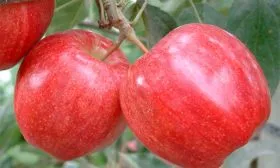 Гала Брукфильд Яблоня Гала7