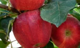 Гала Галакси Яблоня Гала8