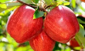 Гала Маст Яблоня Гала9