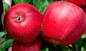 Гала Ред Яблоня Гала10