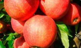 Гала Шнига2 Яблоня Гала12