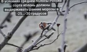 зимостойкость яблонь для Средней полосы