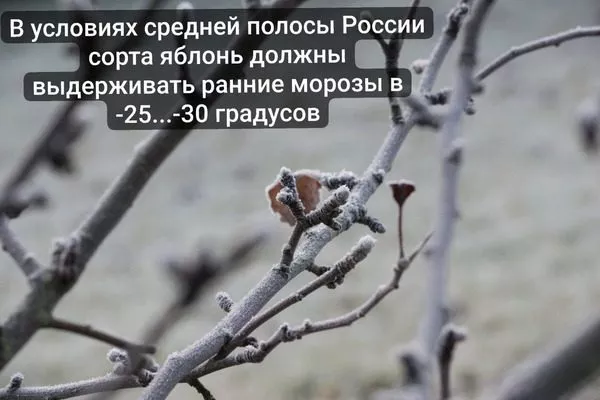 зимостойкость яблонь для Средней полосы