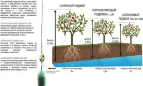 виды подвоя для выращивания яблони Глостер