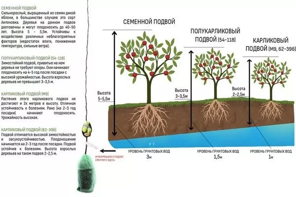 виды подвоя для выращивания яблони Глостер