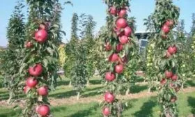 колоновидная форма дерева Глостер