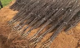 саженцы яблони Глостер