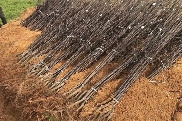 саженцы яблони Глостер