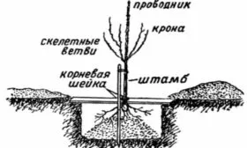 посадка саженца яблони Глостер