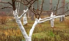 утепление яблони Глостер к зиме