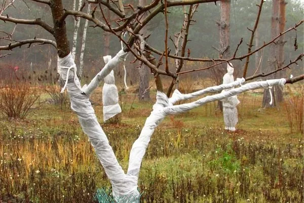 утепление яблони Глостер к зиме