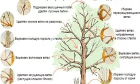 правила обрезки яблони Глостер