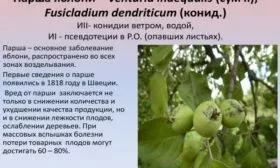 информация о парше яблонь