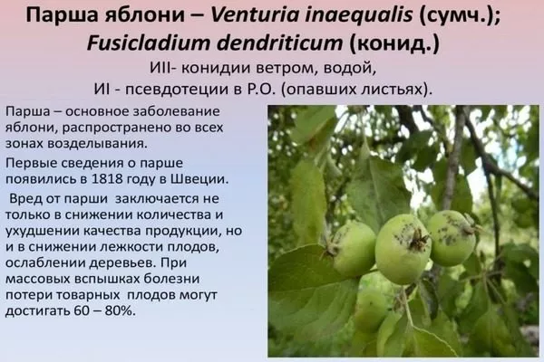 информация о парше яблонь