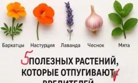 растения, отпугивающие вредителей от яблони Глостер