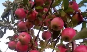 дерево Глостер