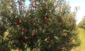 дерево сорта Глостер