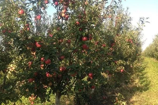 дерево сорта Глостер