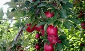 ствол и листья сорта Глостер