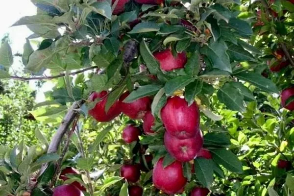 ствол и листья сорта Глостер