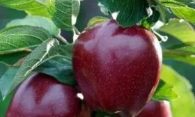 яблоко Глостер