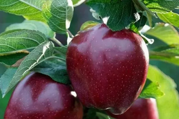 яблоко Глостер