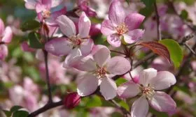 цветки яблони Глостер