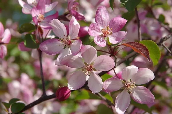 цветки яблони Глостер