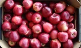 урожай сорта Глостер