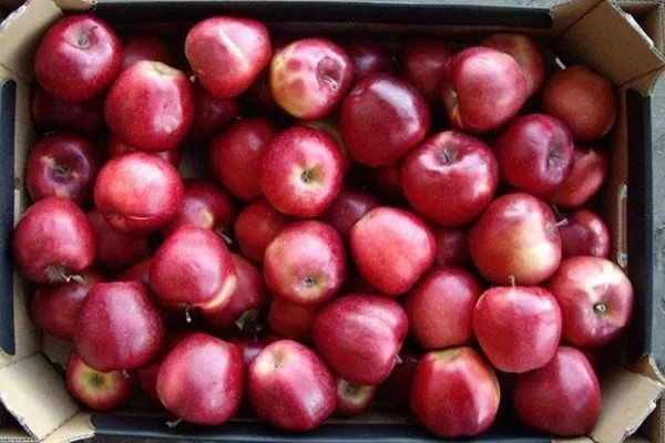 урожай сорта Глостер