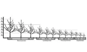gradaciya-1 яблони Синап Орловский1