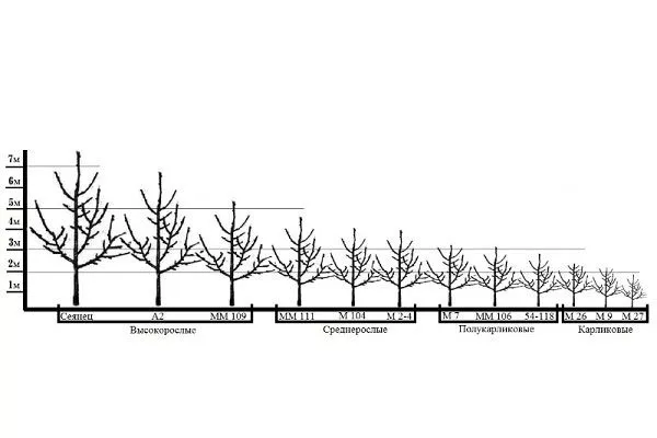 gradaciya-1 яблони Синап Орловский1