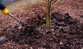 Грунт в пристволовой зоне яблони регулярно вспушивайте