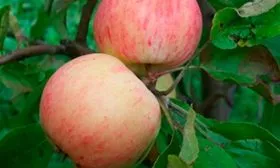 Грушовка московская