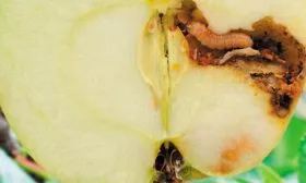 Гусеница-плодожорка Яблоня Московское ожерелье