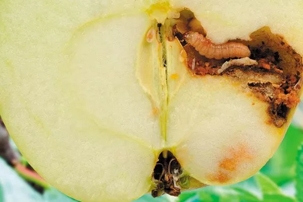 Гусеница-плодожорка Яблоня Московское ожерелье