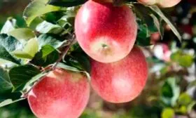 Характеристики сорта Фуджи