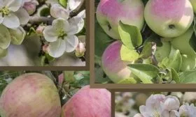 характеристики яблони Имрус